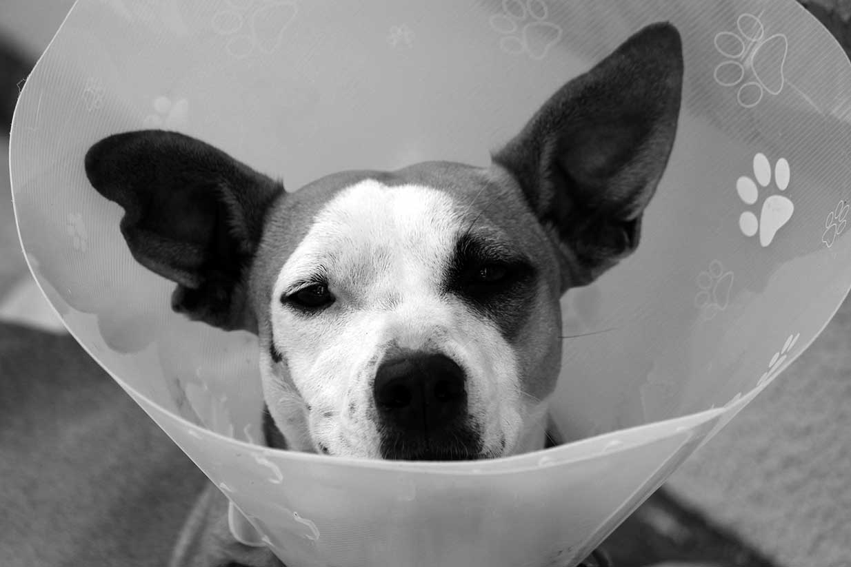 Reiki for Animals - Connecting with Our Furry Friends Reiki for Animals - Connecting with Our Furry Friends