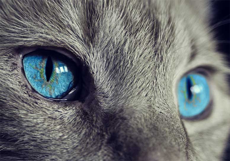 Reiki for Animals Reiki for Animals